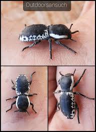 Attēlu rezultāti vaicājumam “Bitoma crenata”