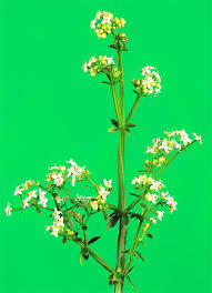 Attēlu rezultāti vaicājumam “Galium album”