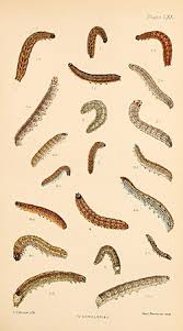 Attēlu rezultāti vaicājumam “Agrotis vestigialis”