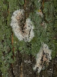 Attēlu rezultāti vaicājumam “Athelia arachnoidea”