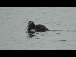 Attēlu rezultāti vaicājumam “Somateria mollissima juvenile”