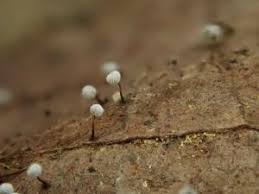 Attēlu rezultāti vaicājumam “Didymium clavus”