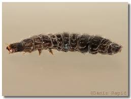 Attēlu rezultāti vaicājumam “Cantharis rustica imago”