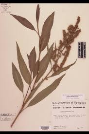 Attēlu rezultāti vaicājumam “Polygonaceae”