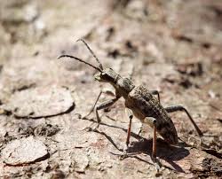 Attēlu rezultāti vaicājumam “Rhagium inquisitor”