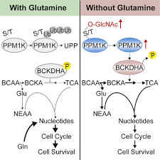 Image result for BCKA