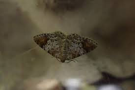 Attēlu rezultāti vaicājumam “Venusia blomeri”