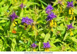 Attēlu rezultāti vaicājumam “Melampyrum nemorosum leaf”