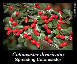 Attēlu rezultāti vaicājumam “Cotoneaster divaricatus fruit”