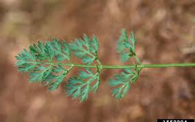 Attēlu rezultāti vaicājumam “Daucus carota subsp. carota leaf”