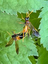 Attēlu rezultāti vaicājumam “Tenthredo campestris”