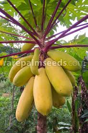 Image result for Carica papaya