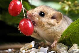 Attēlu rezultāti vaicājumam “Muscardinus avellanarius”