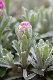 Attēlu rezultāti vaicājumam “Antennaria dioica leaf”