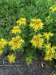 Attēlu rezultāti vaicājumam “Sedum aizoon”