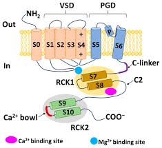 Image result for Channel SC-Weston SM