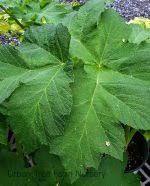 Attēlu rezultāti vaicājumam “Heracleum”