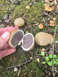 Attēlu rezultāti vaicājumam “Scleroderma citrinum”