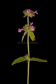 Attēlu rezultāti vaicājumam “Clinopodium vulgare fruit”