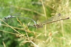 Attēlu rezultāti vaicājumam “Lestes sponsa”