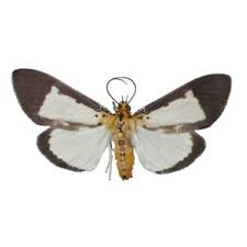 Attēlu rezultāti vaicājumam “Spiris striata”