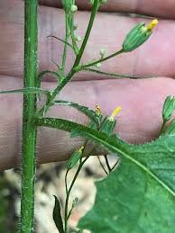 Attēlu rezultāti vaicājumam “Lapsana communis flower”