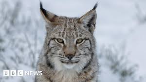 Afbeeldingsresultaat voor lynx