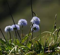 Attēlu rezultāti vaicājumam “Carex globularis flower”