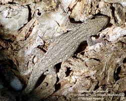 Attēlu rezultāti vaicājumam “Lycogala irregulare sessile”