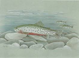 Image result for Oncorhynchus clarkii