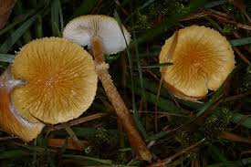 Attēlu rezultāti vaicājumam “Cystoderma amianthinum”