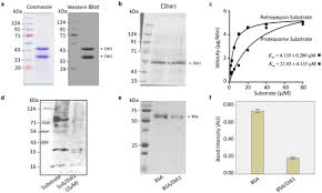 Attēlu rezultāti vaicājumam “Dianema depressum plasmodium”