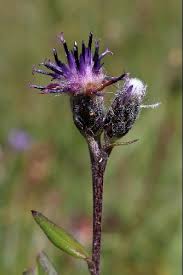 Attēlu rezultāti vaicājumam “Saussurea esthonica”