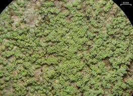 Attēlu rezultāti vaicājumam “Biatora sphaeroides”