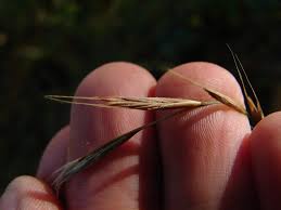 Attēlu rezultāti vaicājumam “Brachypodium sylvaticum fruit”