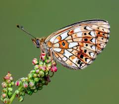 Attēlu rezultāti vaicājumam “Coenonympha arcania underside”