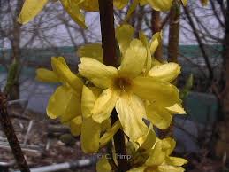 Attēlu rezultāti vaicājumam “Forsythia intermedia”