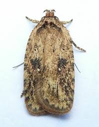 Attēlu rezultāti vaicājumam “Agonopterix ciliella imago”
