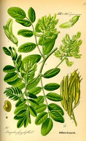 Attēlu rezultāti vaicājumam “Astragalus glycyphyllos”