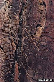 Attēlu rezultāti vaicājumam “Scolytus ratzeburgi”