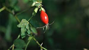 Attēlu rezultāti vaicājumam “Rosa majalis fruit”