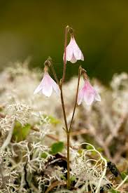 Attēlu rezultāti vaicājumam “Linnaea borealis flower”
