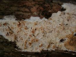 Attēlu rezultāti vaicājumam “Skeletocutis odora”