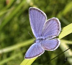 Attēlu rezultāti vaicājumam “Everes argiades”