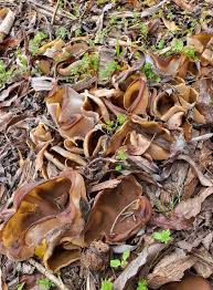 Attēlu rezultāti vaicājumam “Peziza vesiculosa”