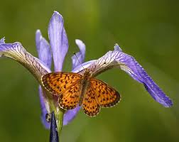 Attēlu rezultāti vaicājumam “Boloria eunomia upperside”