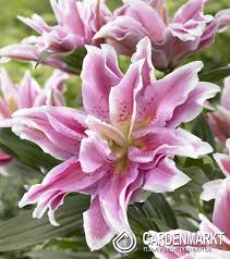 Image result for Lilie