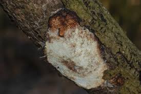 Attēlu rezultāti vaicājumam “Dichomitus campestris”