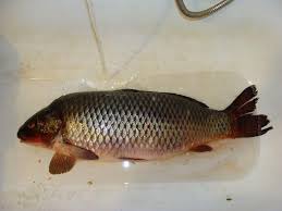 Image result for Cyprinus multitaeniatus