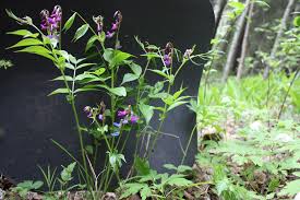 Attēlu rezultāti vaicājumam “Lathyrus vernus bud”